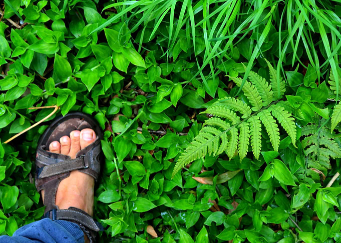Foot on plants