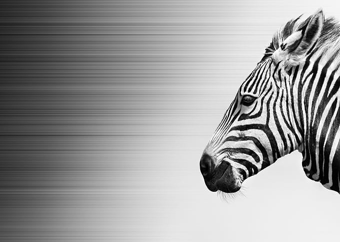 Zebra in wind fine art