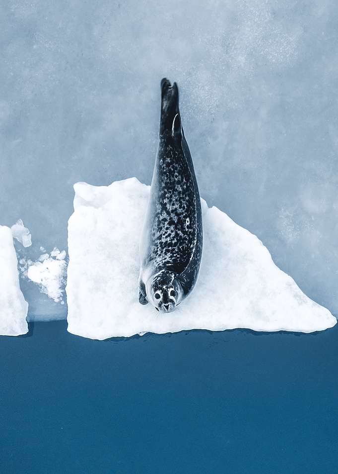 Seal