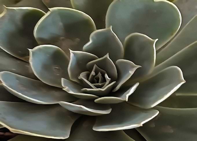 Garden Succulent Green