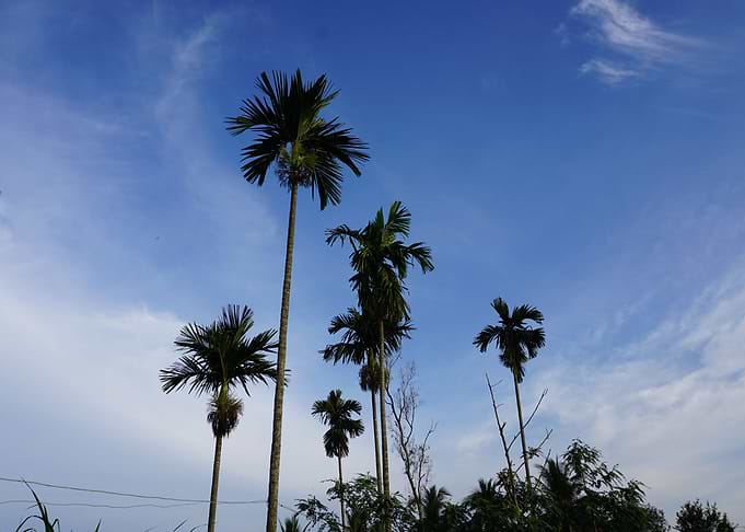 Palm Trees