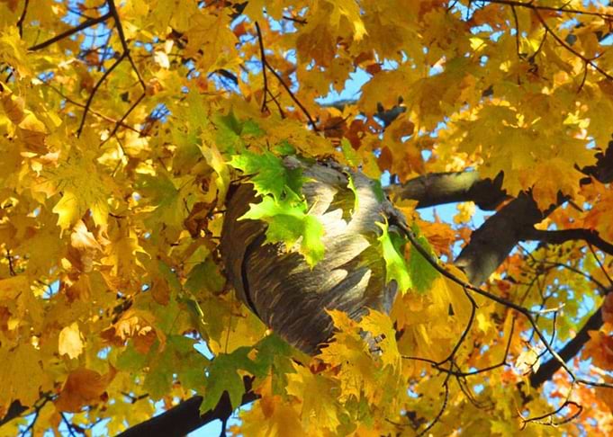Hornets Nest
