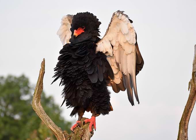 Bateleur bird