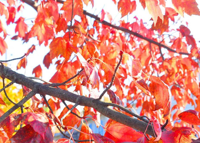 Autumn Leaves