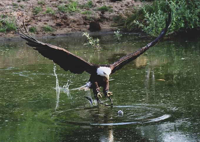American Eagle