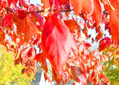 Autumn Leaves