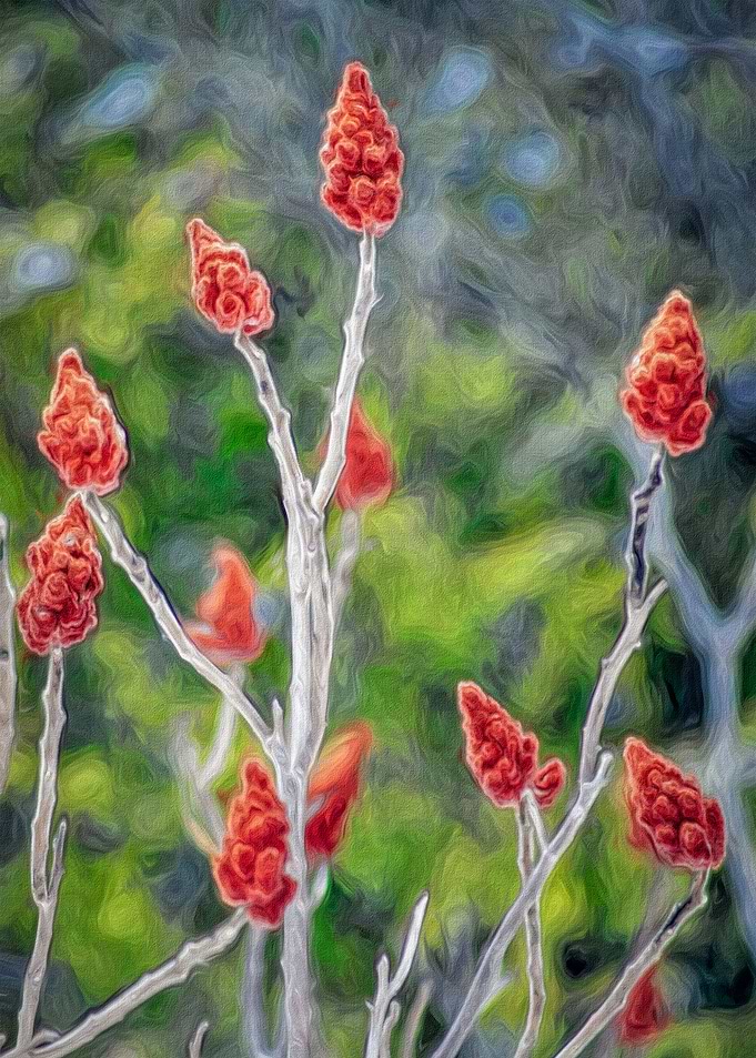 So Many Sumac Flowers