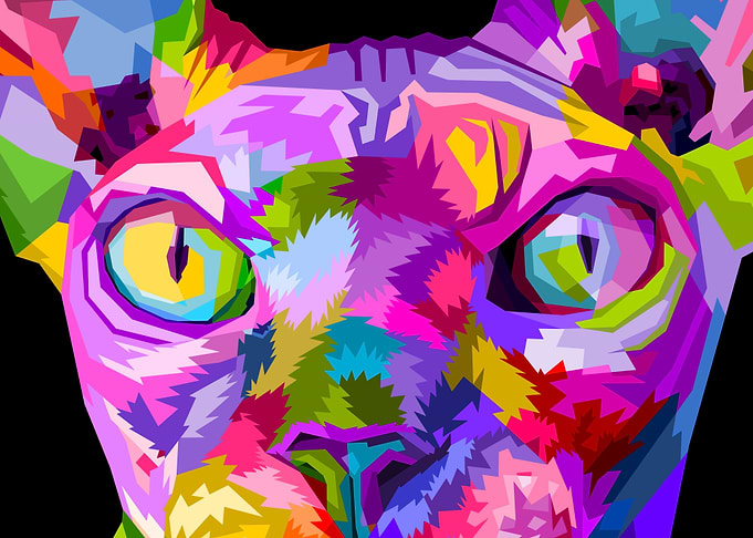 close up of Sphynx cat