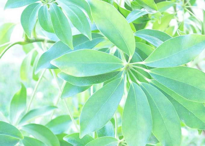 Plant Leaves