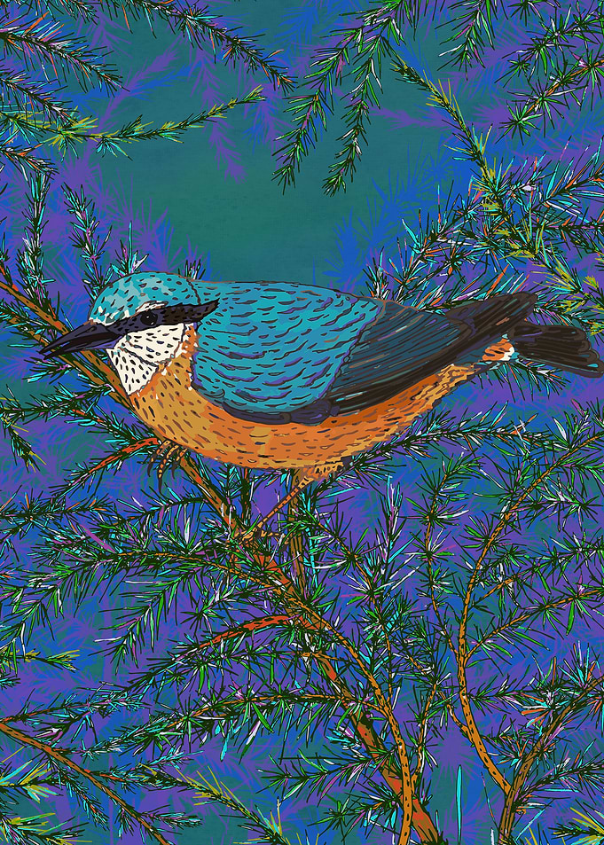 Nuthatch and Fir