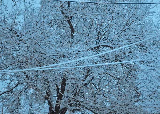 Snow Branches