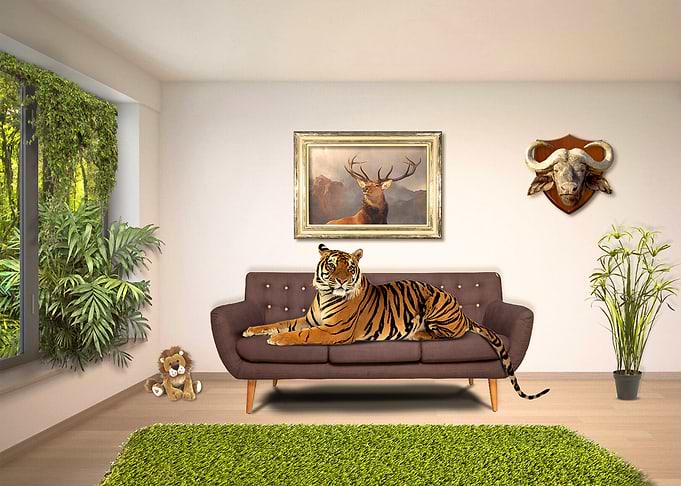 Tiger House