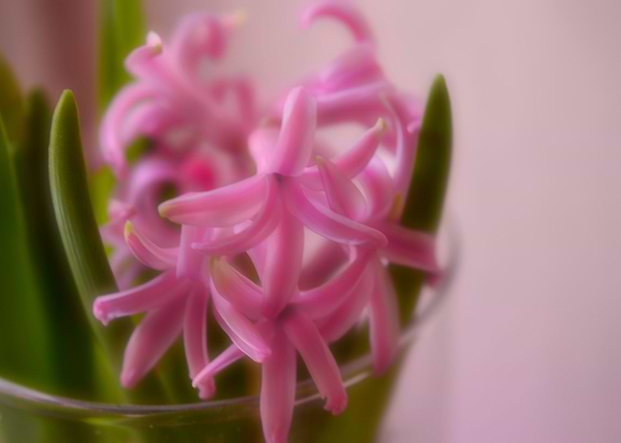 dreamy hyacinth