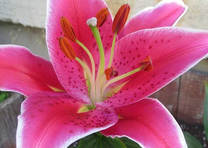 Lily