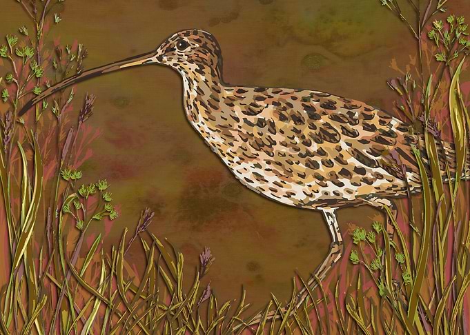 Curlew