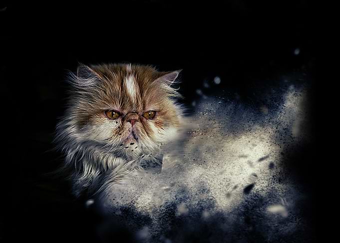 funny cat pesia