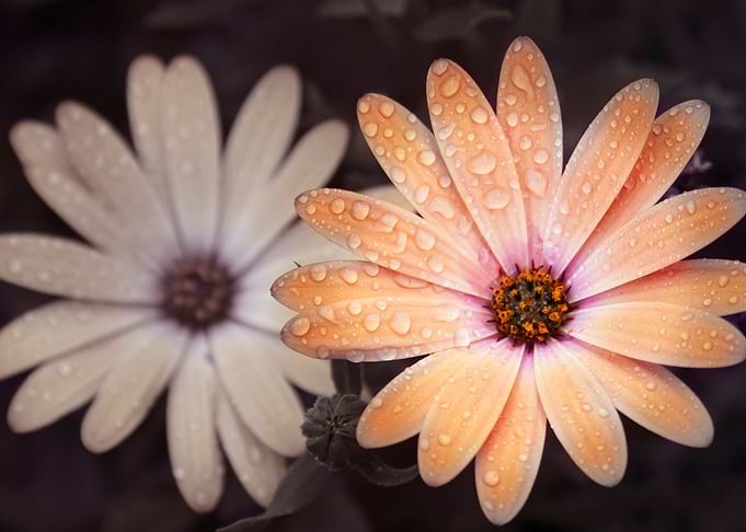Orange Daisy
