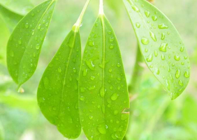 Rain Drops