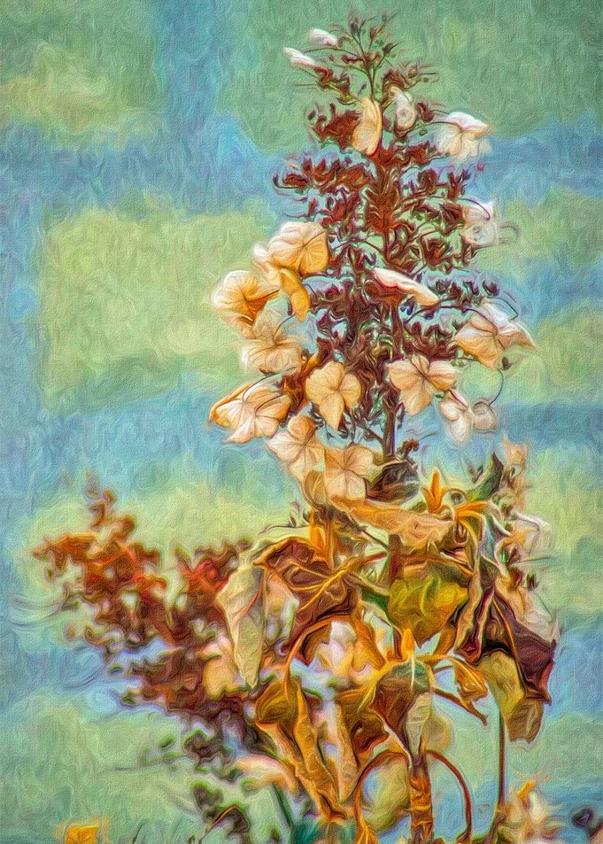 Pretty Flowers