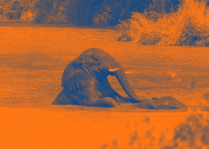 Ellies in water