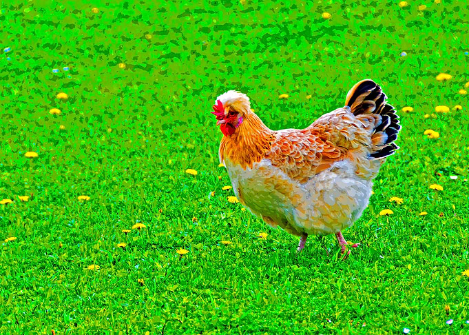 Sulmtaler chicken