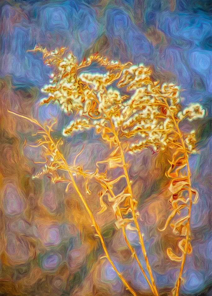 Fuzzy and White Flowers