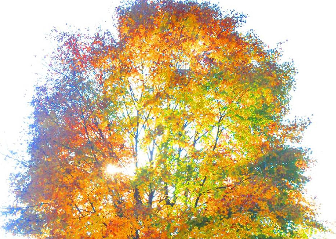 Autumn Leaves