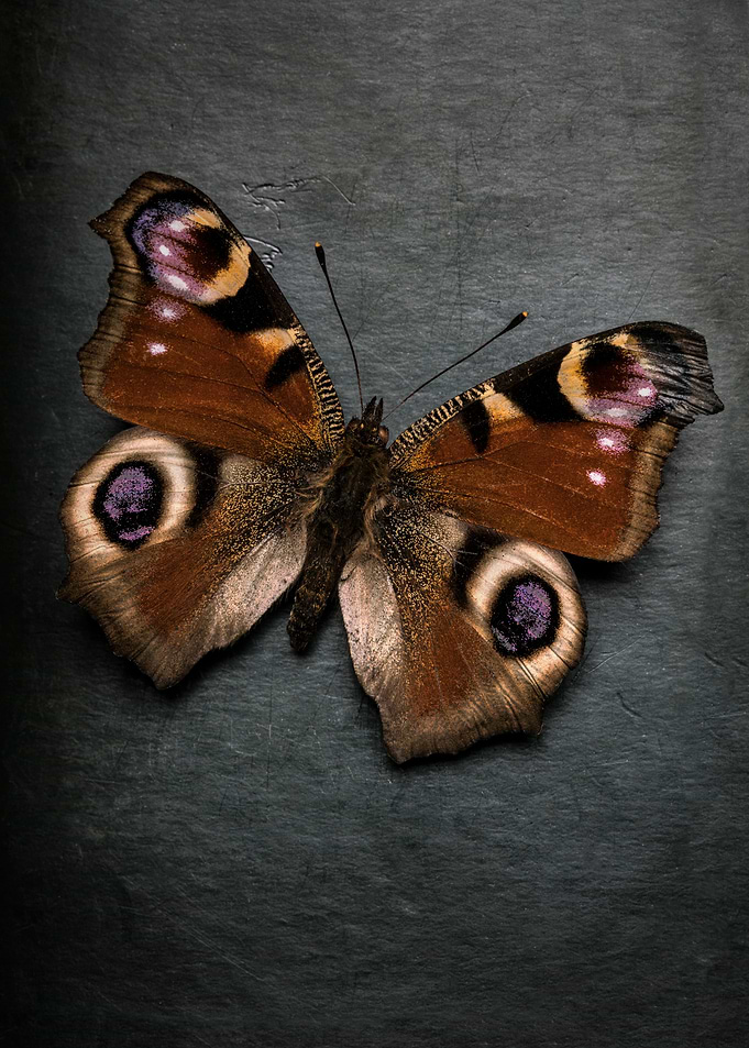 Peacock butterfly