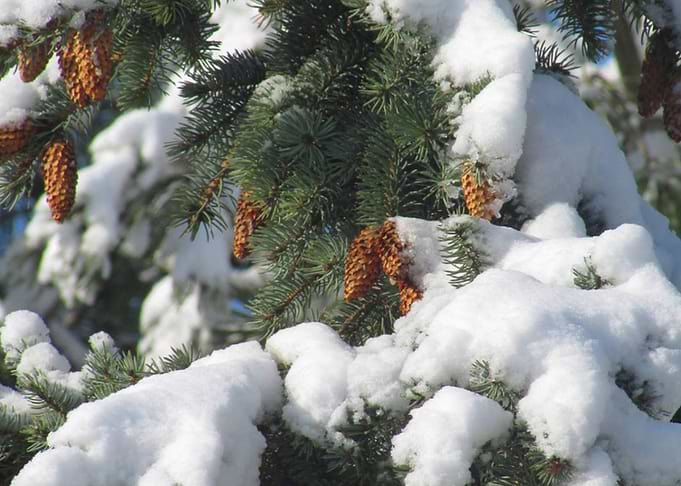 Pine Tree