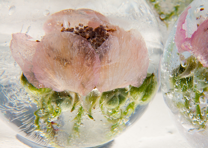 Blossom of blackberry