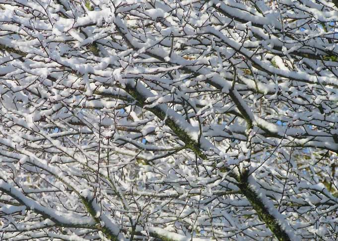 Snow Branches