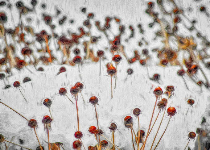 Red Circles in Winter