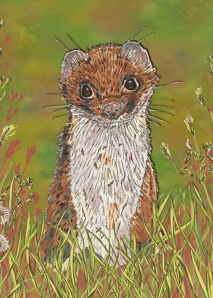 Summer Stoat