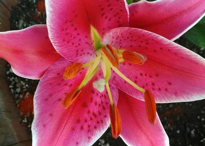 Lily