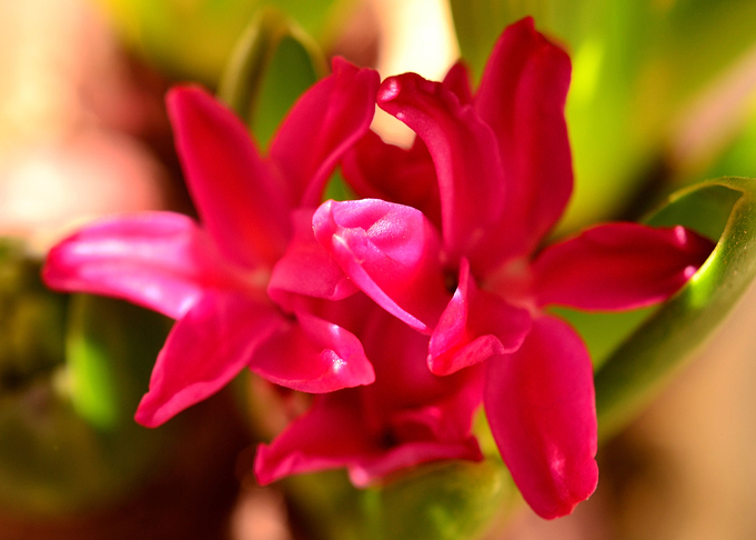 Hyacinthus