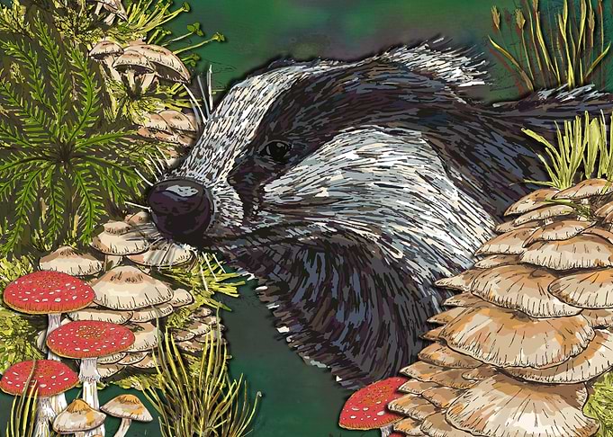 Beautiful Badger