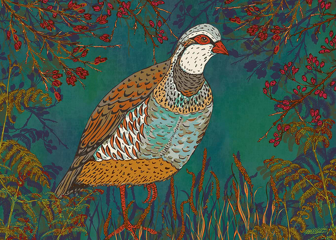Partridge in the Hedgerow
