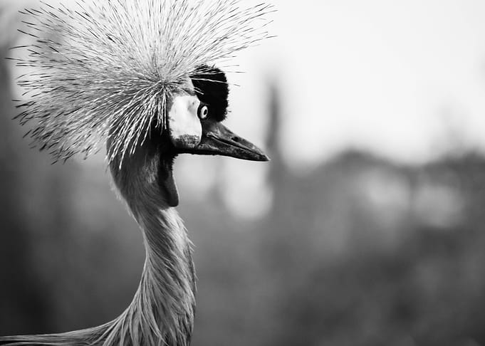 Kroonkraanvogel