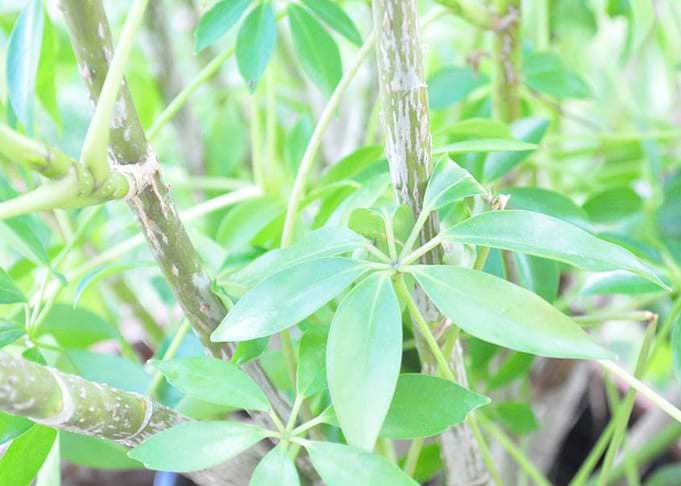 Plant Leaves