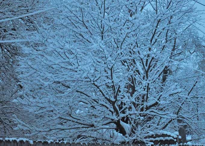 Snow Branches