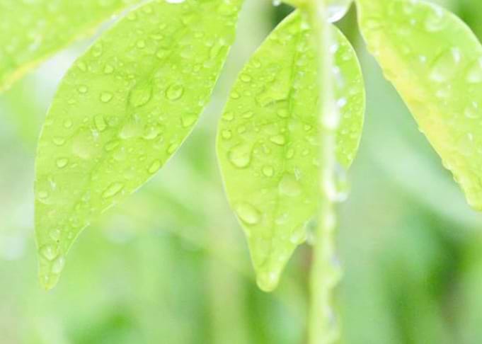 Rain Drops