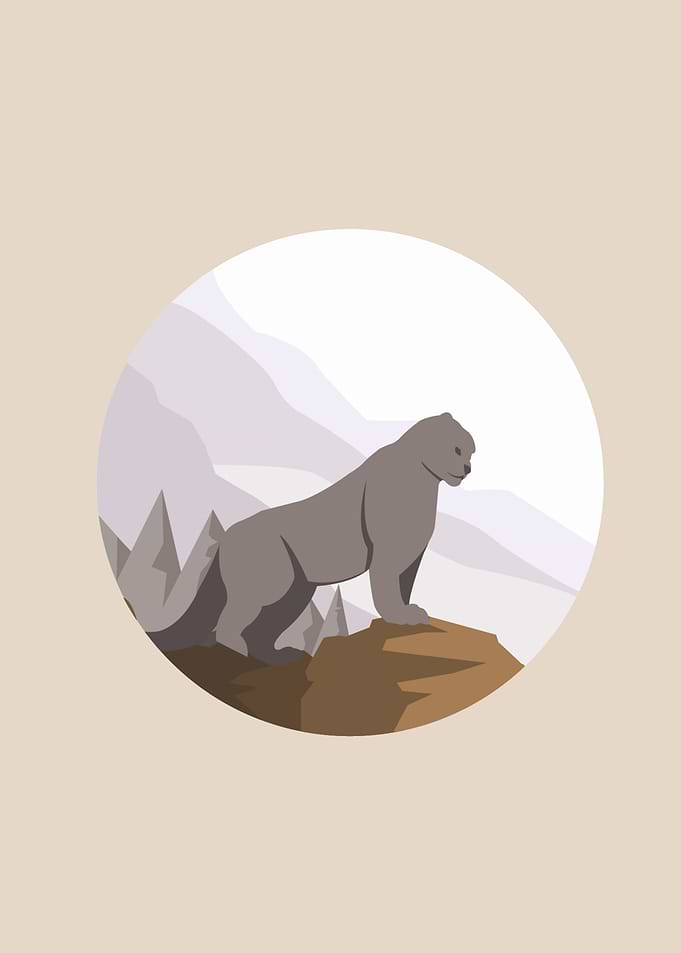 Bear Illustration