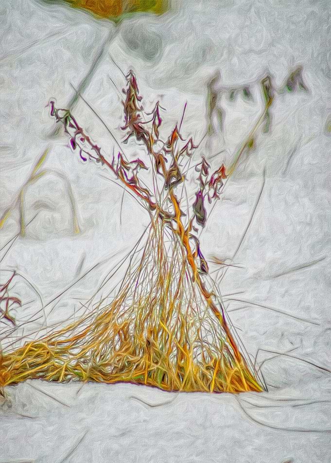 Grass Tuft in the Snow