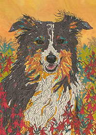 Border Collie