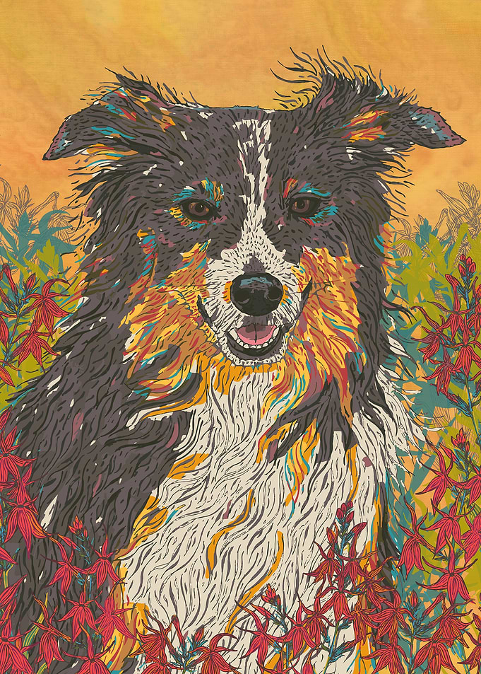 Border Collie