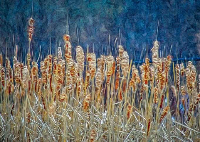 Bullrushes in Winter