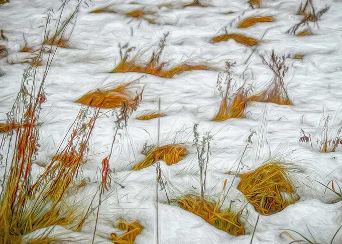 Grass Tufts in the Snow