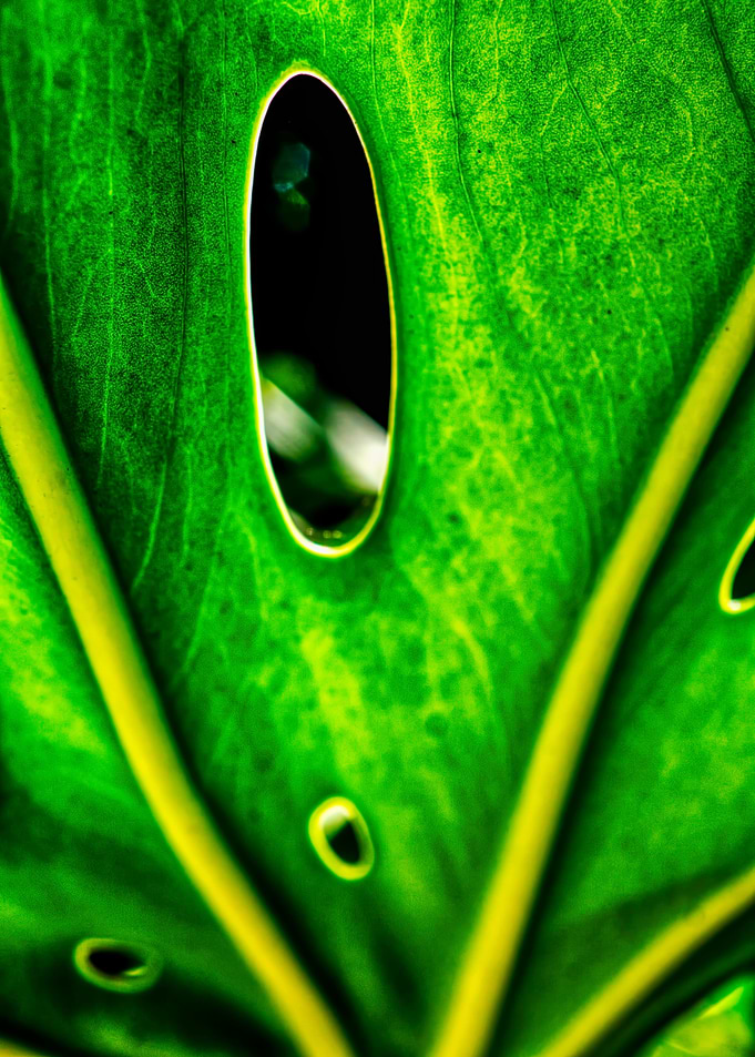 Nature abstract leaves