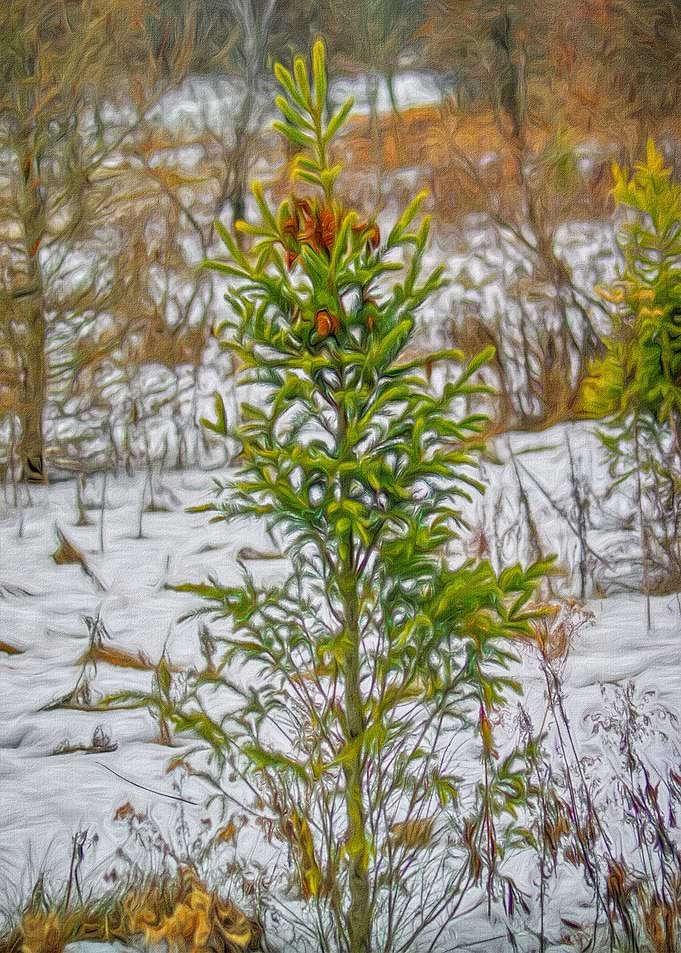 Pine Tree in Winter