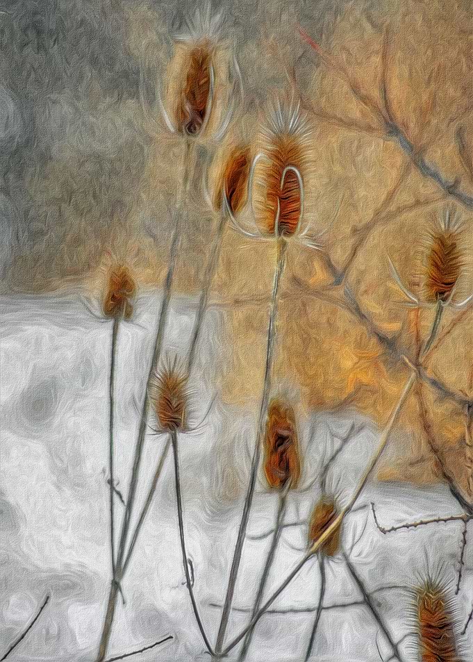 Lots of Teasels in Winter